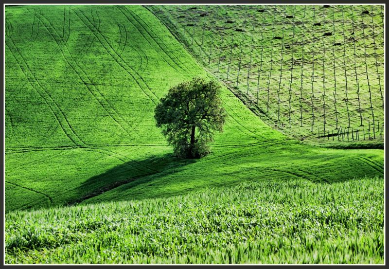 primavera marchigiana 21 aprile 2012.jpg